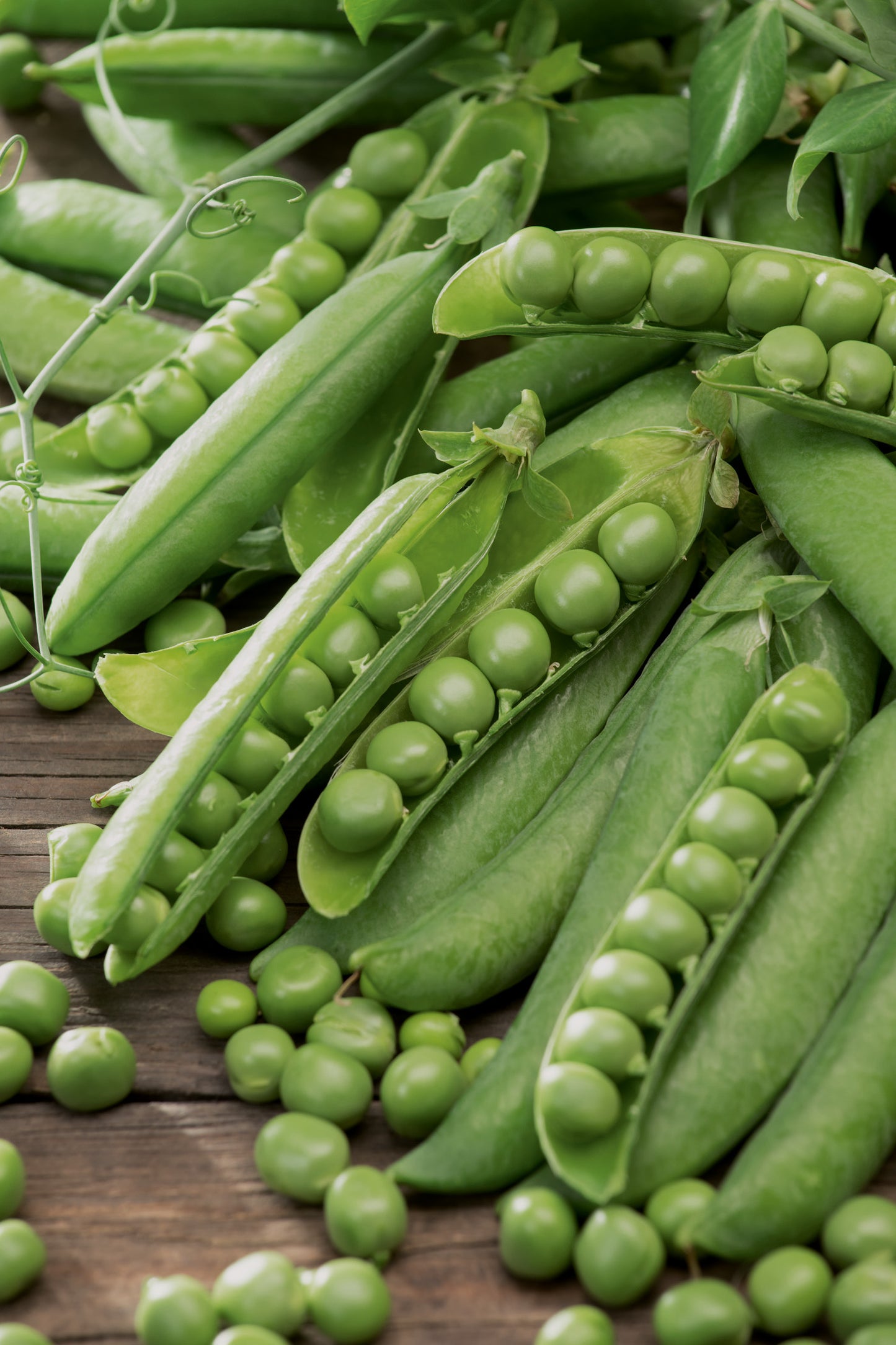 Markerbsen Wunder von Kelvedon