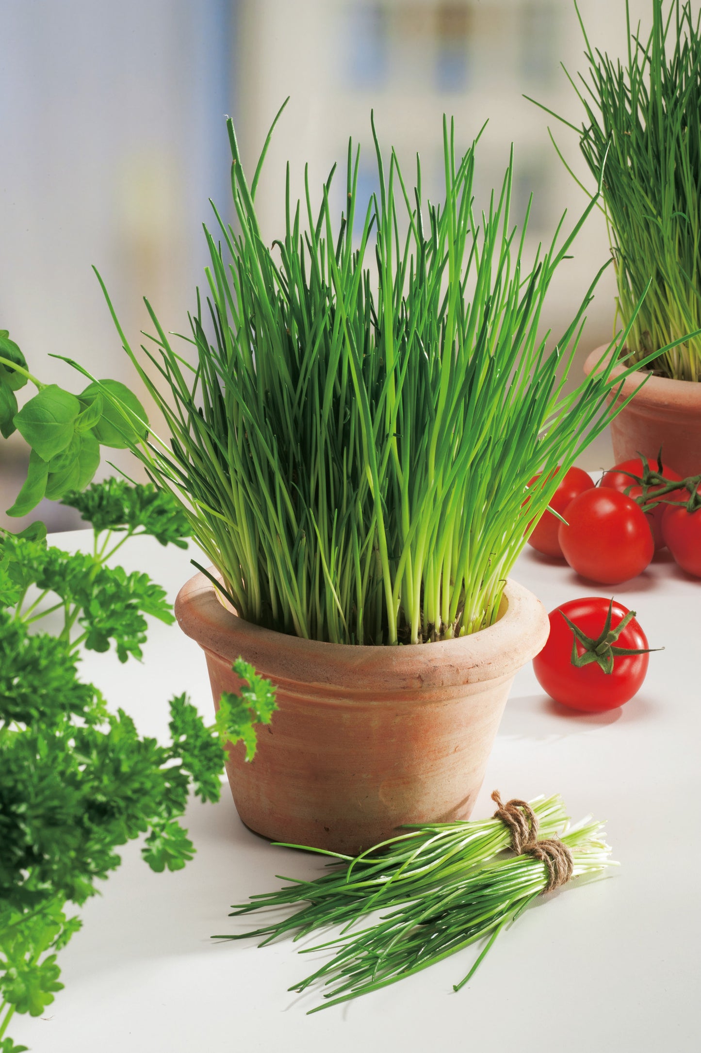 Schnittlauch mittelgrobröhrig