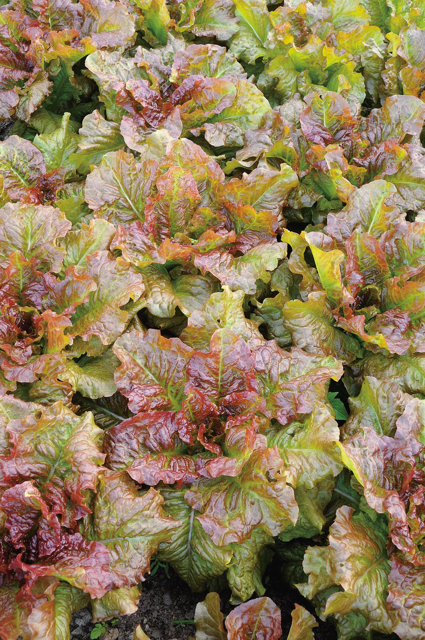 Pflücksalat Amerikanischer Brauner