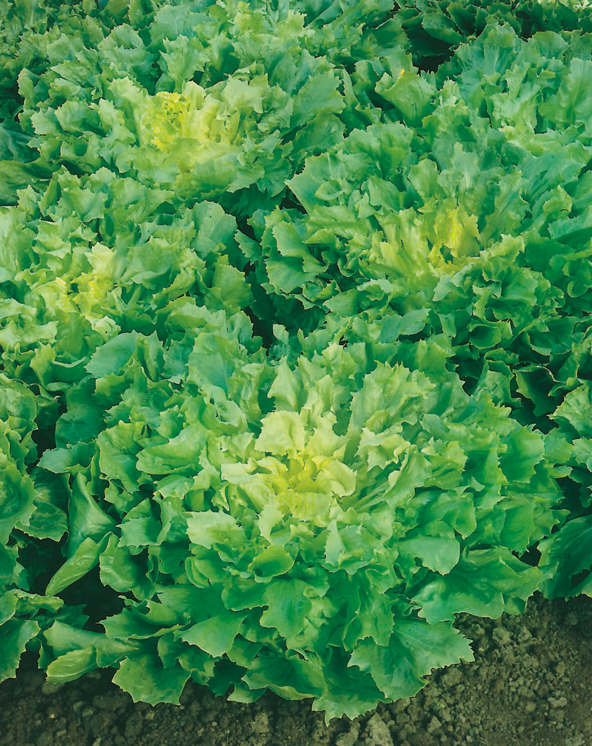 Sommerendivien Eskariol Gelber