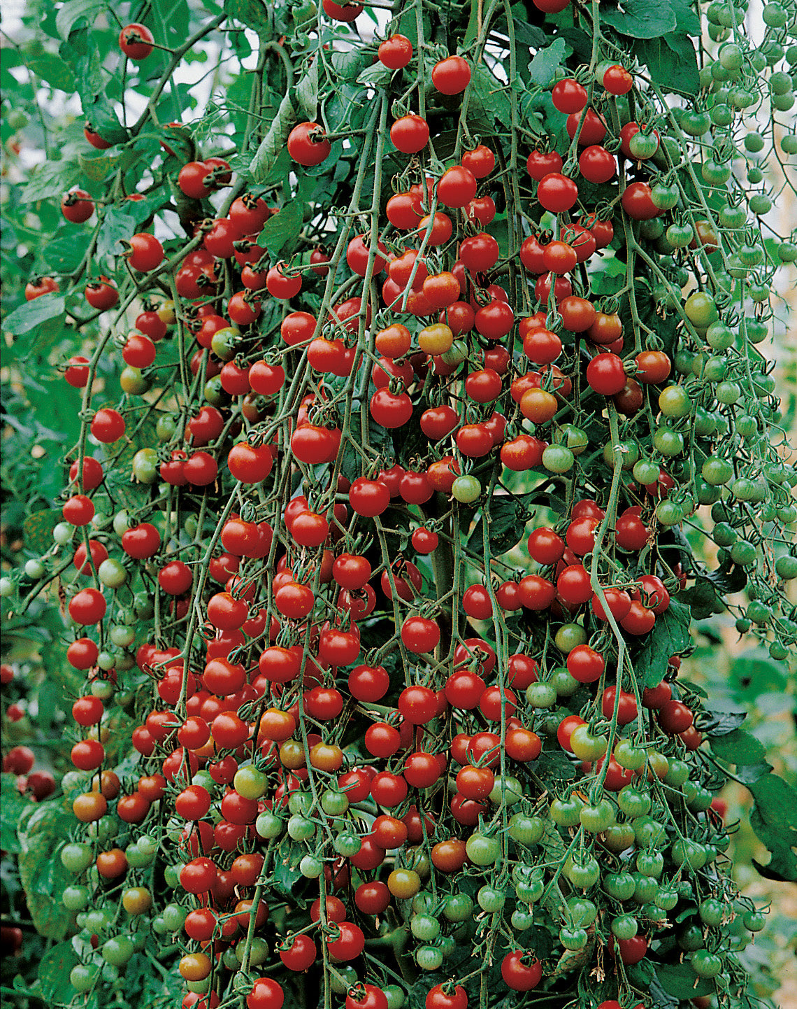 Cocktailtomaten Supersweet 100 F1