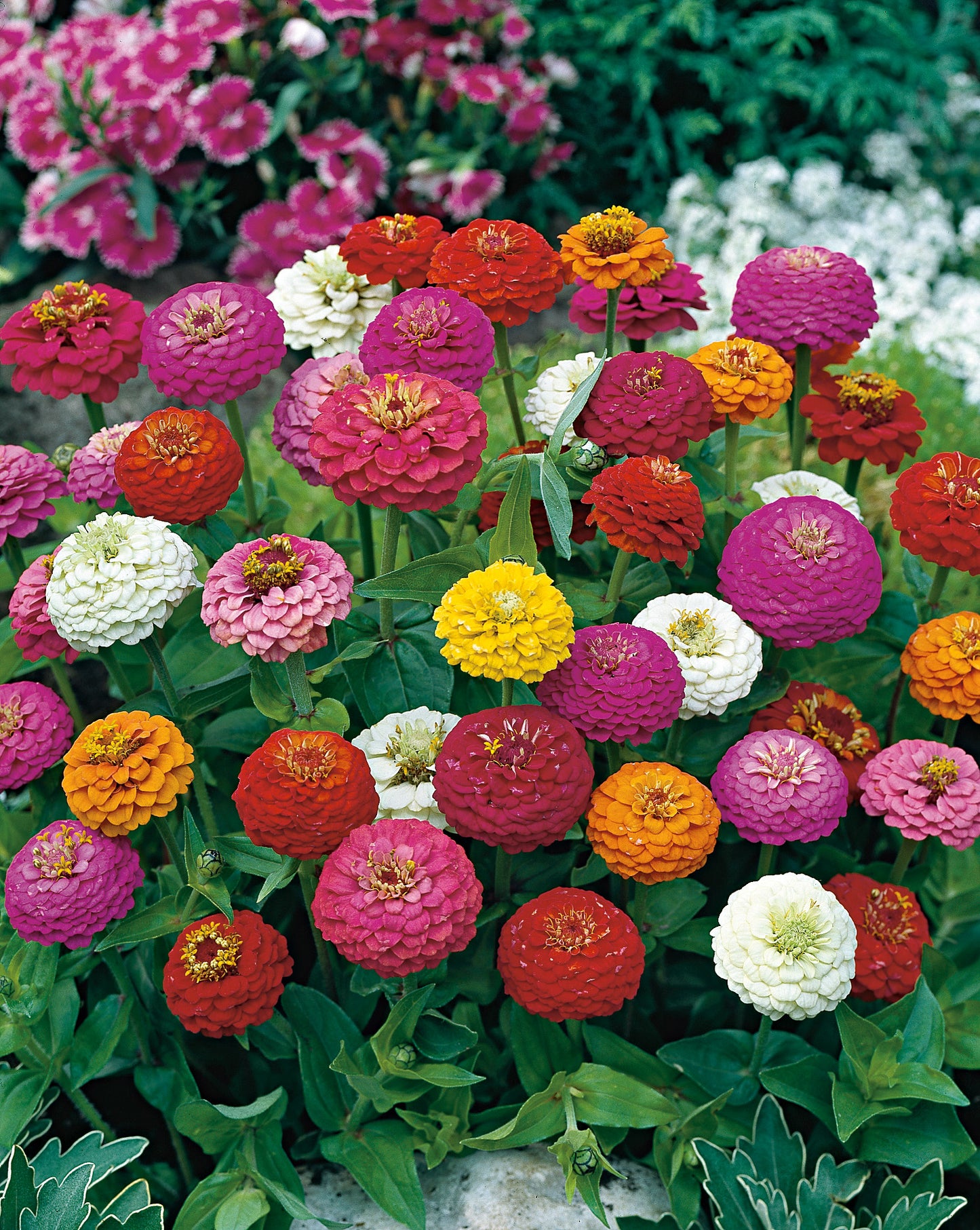 Zinnien Liliput