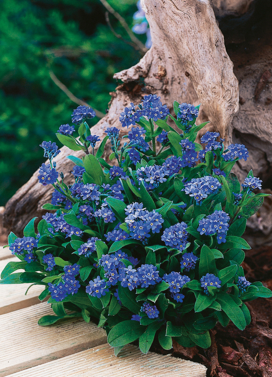 Vergißmeinnicht Indigo