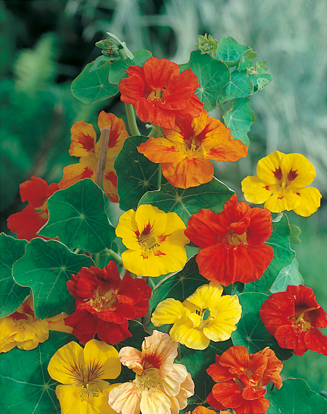 Kapuzinerkresse Prachtmischung, hoch, rankend