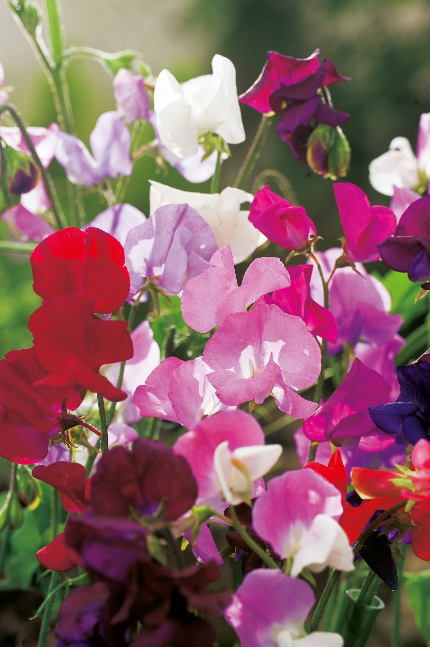 Wicken Cuthbertson, Prachtmischung