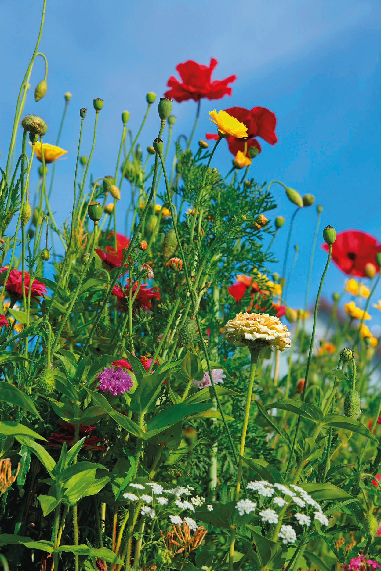 Sommerblumenmischung Mössinger Bienengarten 6m² – Schweng Shop