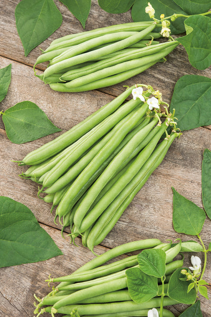 Buschbohnen Maja