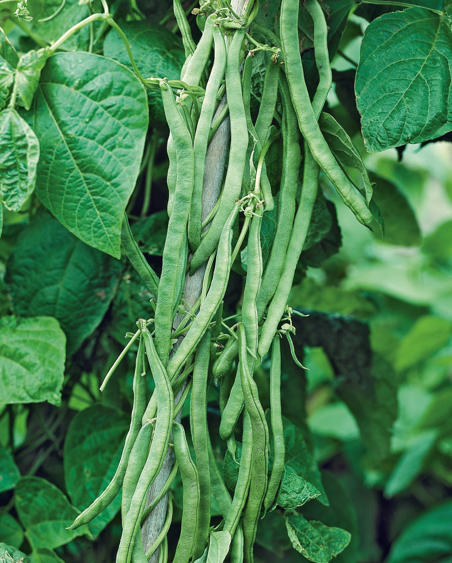 Stangenbohnen Neckarkönigin