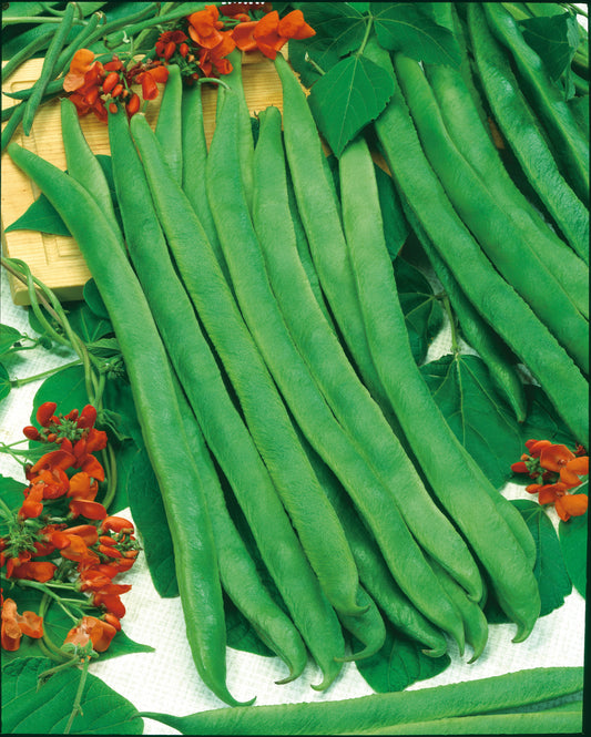 Feuerbohnen Preisgewinner