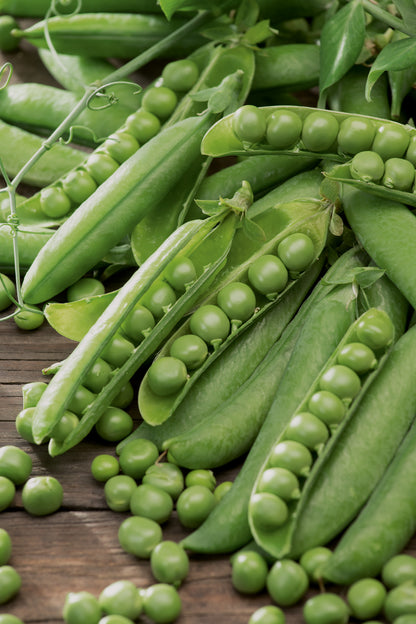 Markerbsen Wunder von Kelvedon