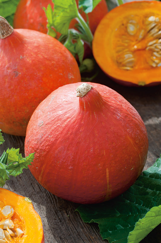 Speisekürbis Uchiki Kuri, Hokkaido