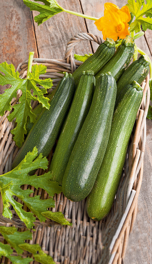 Zucchini Diamant F1