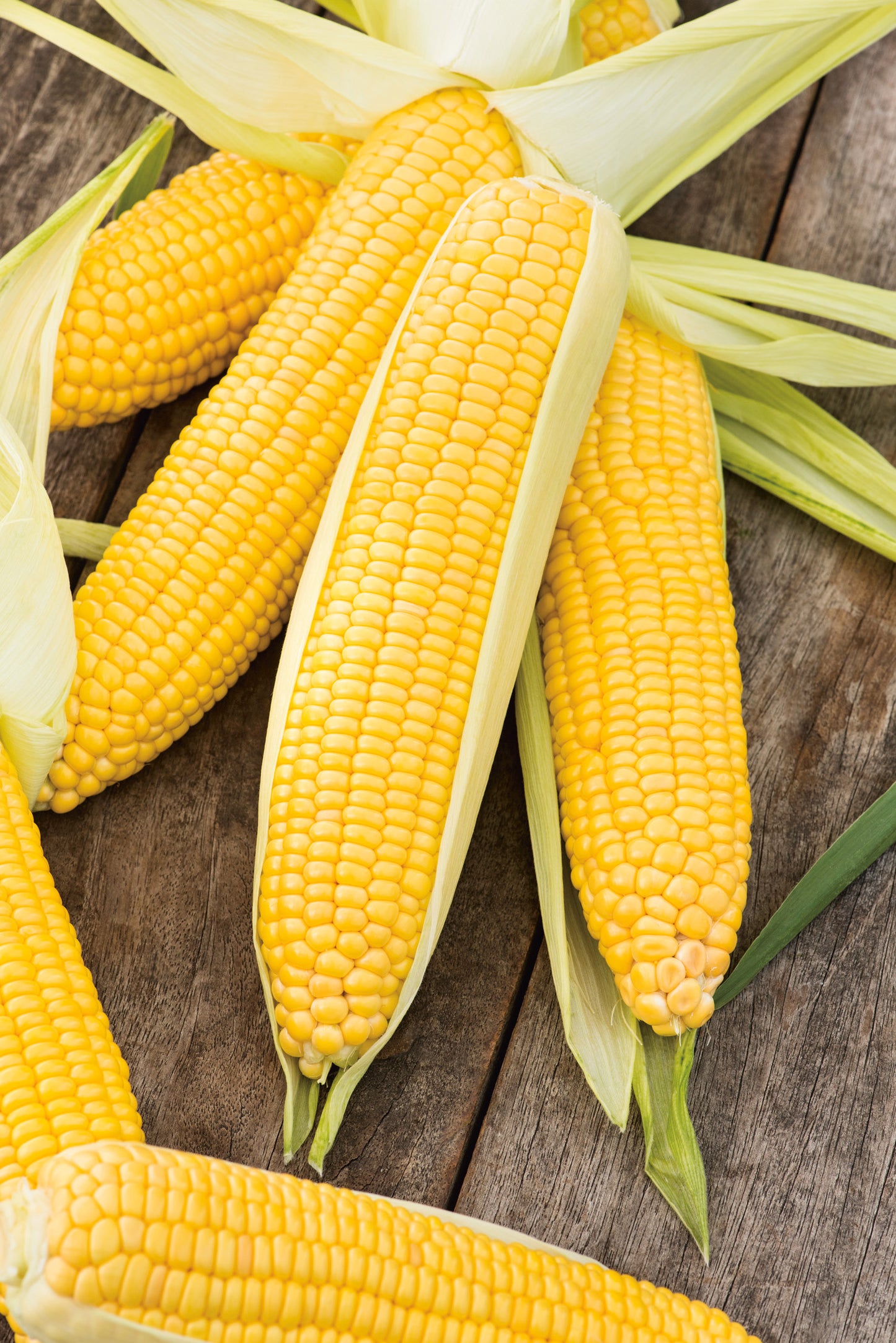 Zuckermais Tasty Sweet F1