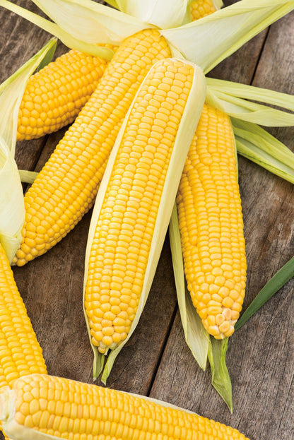 Zuckermais Tasty Sweet F1