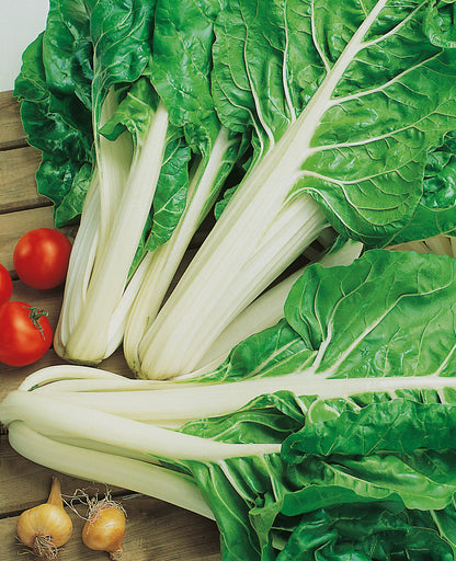 Mangold Glatter Silber