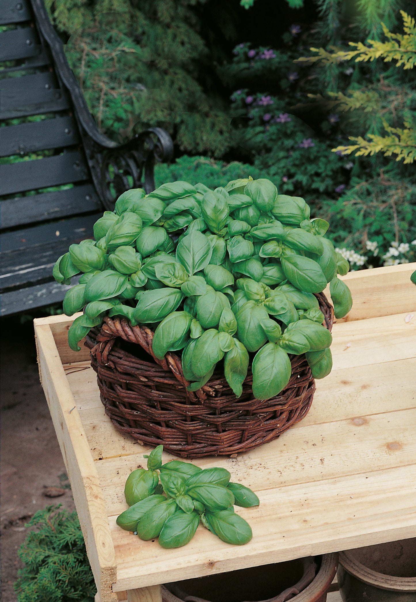 Basilikum Genovese, großblättrig