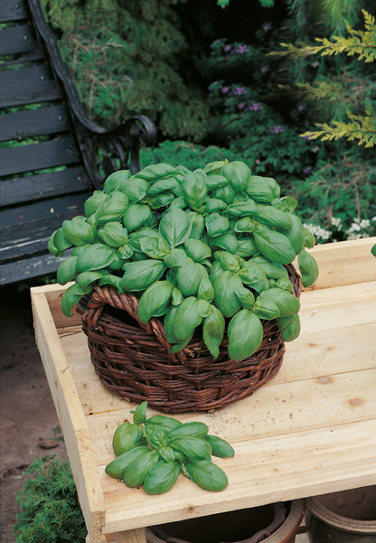 Basilikum Genovese, großblättrig