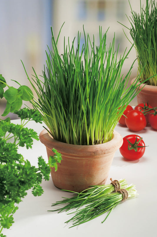 Schnittlauch mittelgrobröhrig