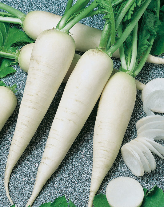 Rettich Rex