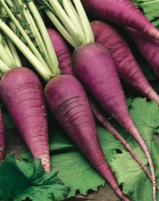 Rettich Blauer Herbst u. Winter