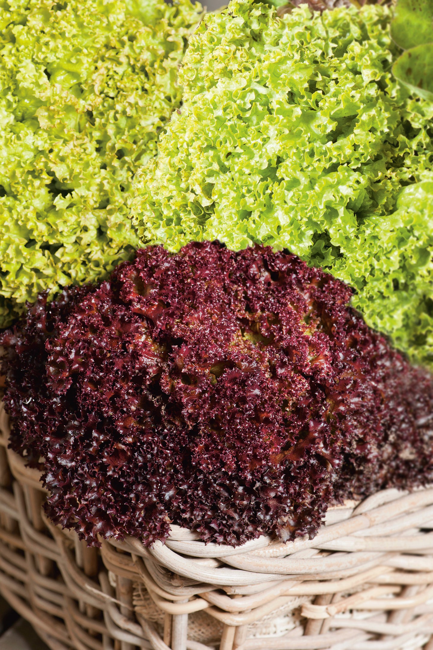 Pflücksalat Lollo Mischung