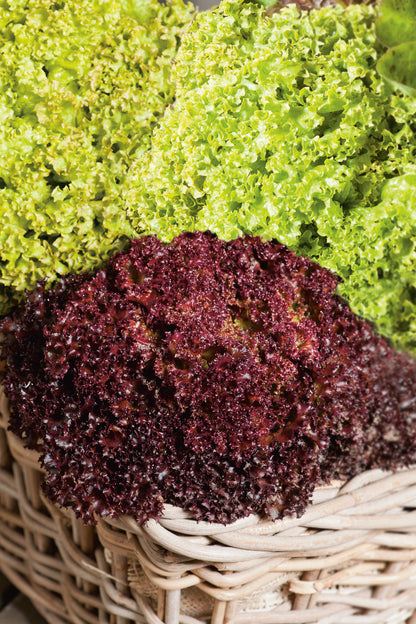 Pflücksalat Lollo Mischung