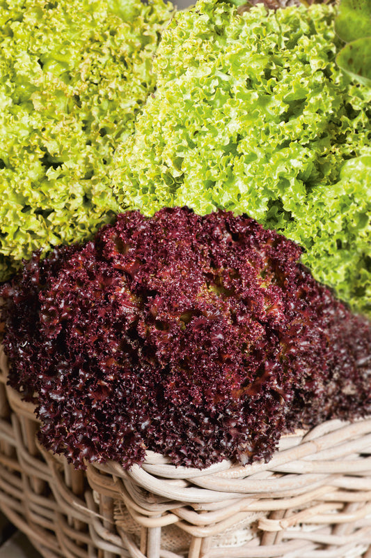 Pflücksalat Lollo Mischung