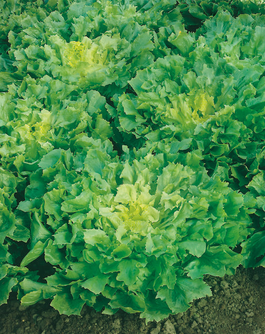 Sommerendivien Eskariol Gelber