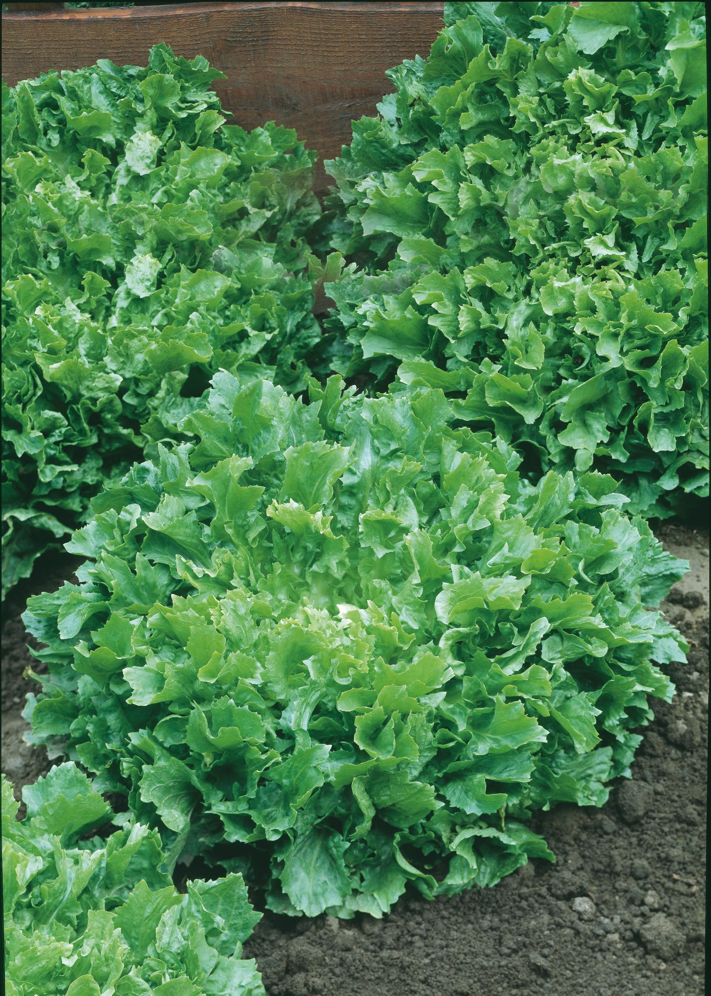 Winterendivien Eskariol Grüner