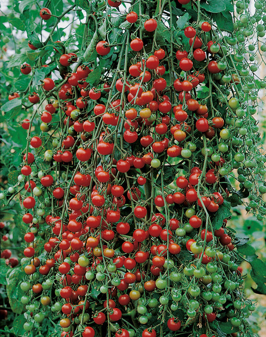 Cocktailtomaten Supersweet 100 F1