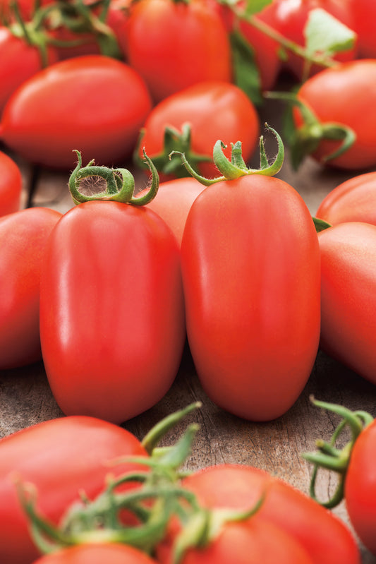 Tomaten Roma