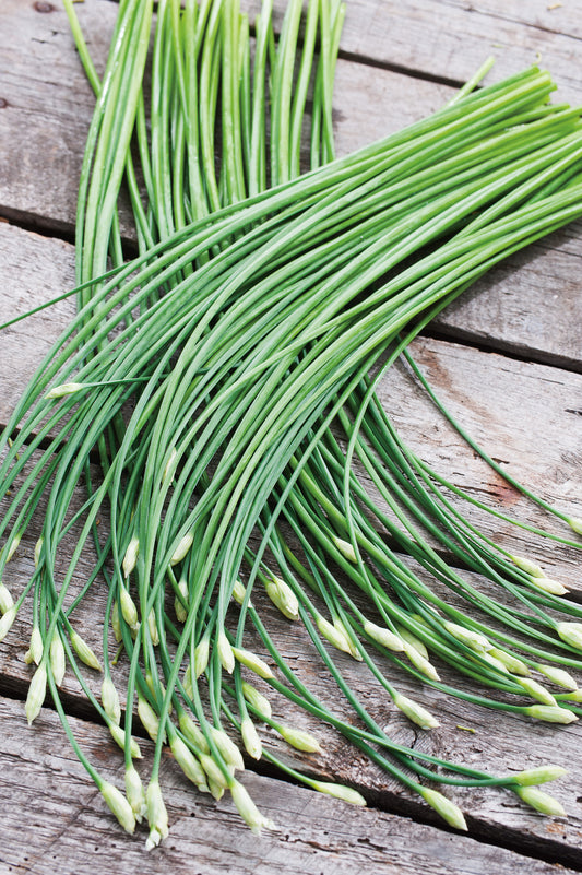 Schnittknoblauch Garlic chives