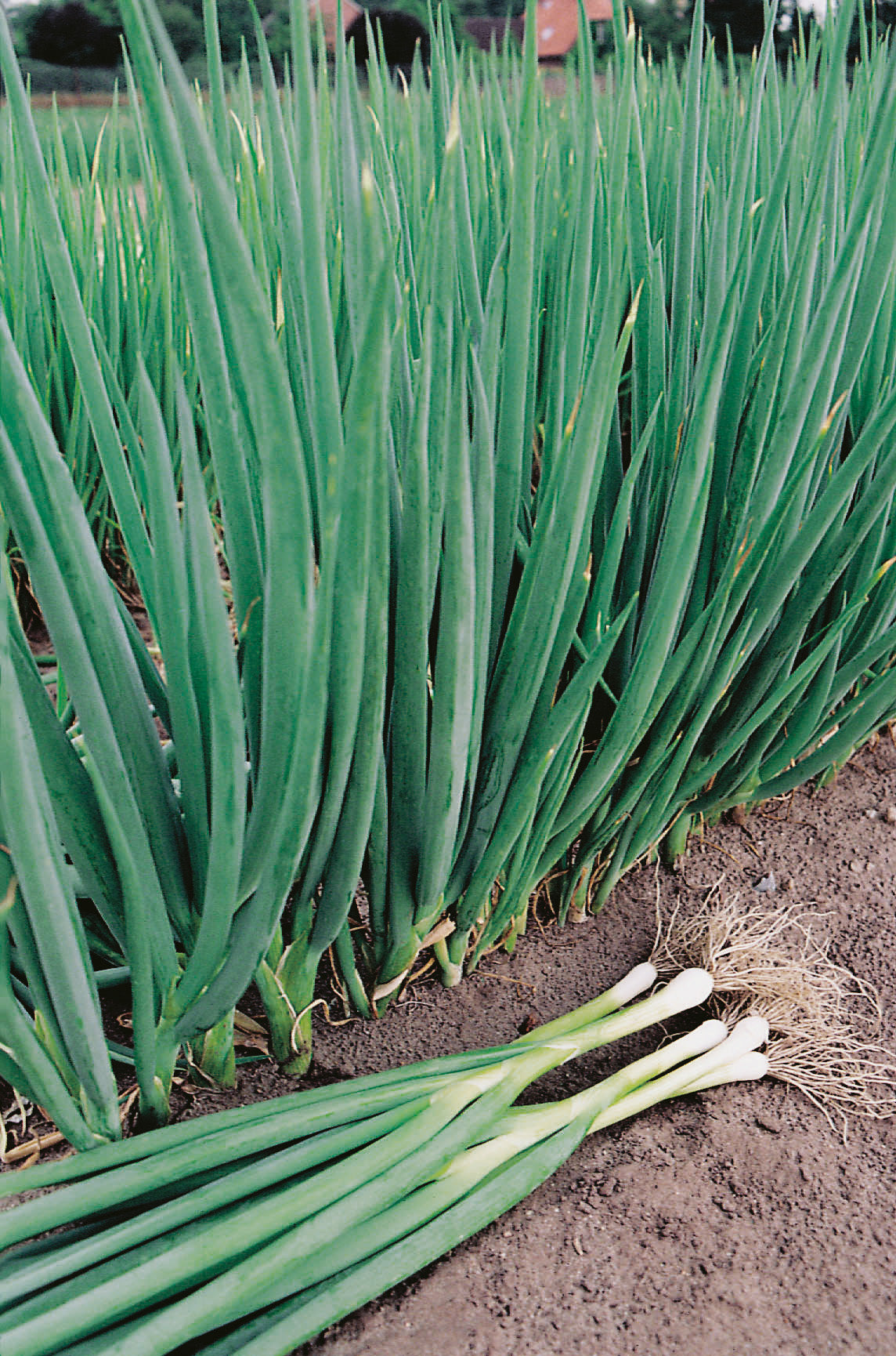 Zwiebelsamen Winterheckezwiebeln