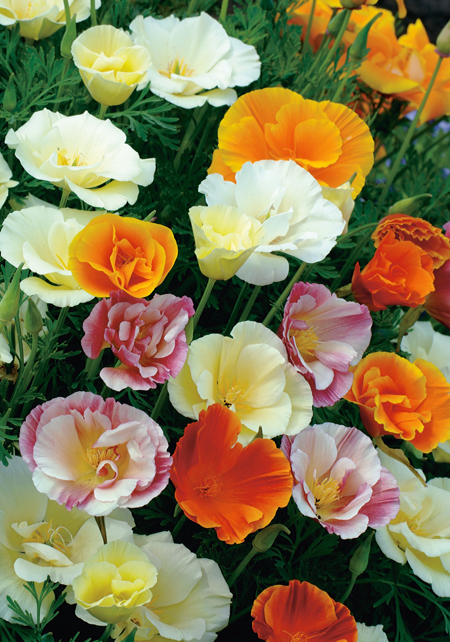 Kalifornischer Goldmohn Ballerina Mischung