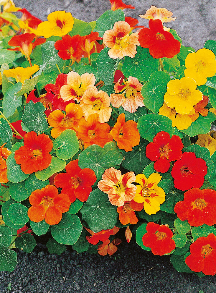 Kapuzinerkresse Niedere Mischung