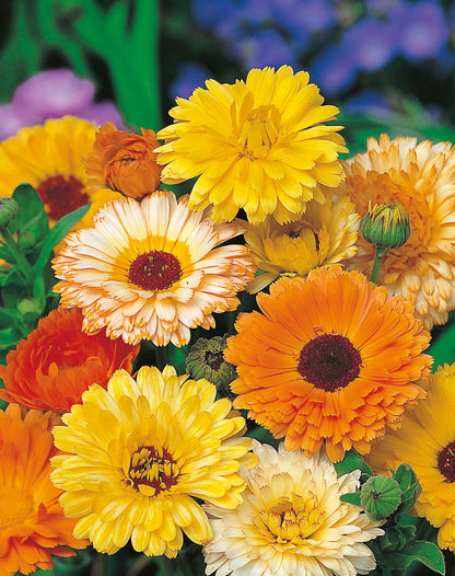 Ringelblumen Calendula, Pacific Prachtmischung