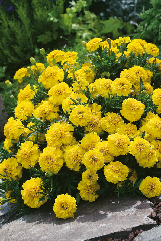 Tagetes Primo Yellow/Yellow Jacket