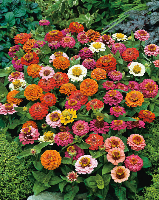 Zwergzinnien Thumbelina Mischung