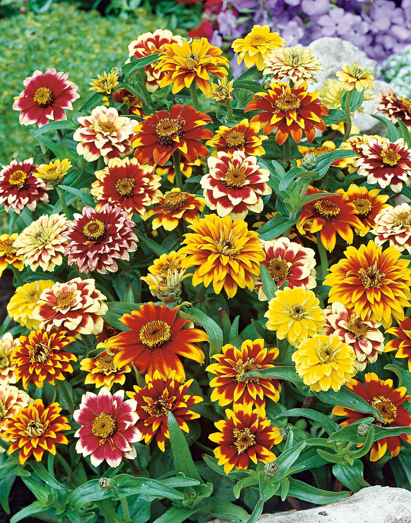 Zinnien Perserteppich Mischung