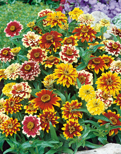 Zinnien Perserteppich Mischung