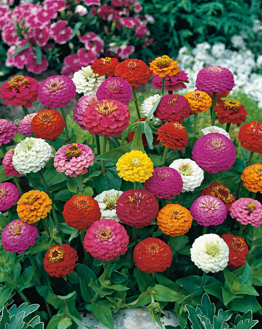 Zinnien Liliput