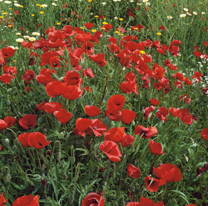 Wilder Mohn Klatschmohn