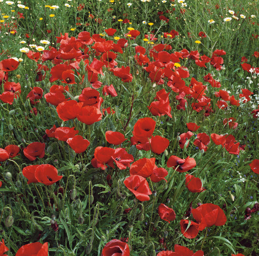 Wilder Mohn Klatschmohn