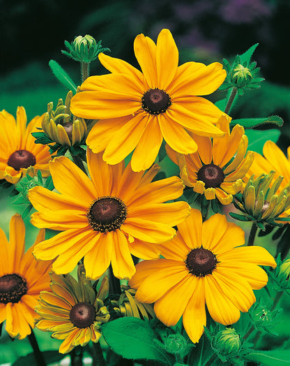 Sonnenhut Indian Summer