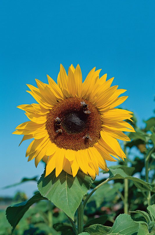 Sonnenblumen Henry Wilde