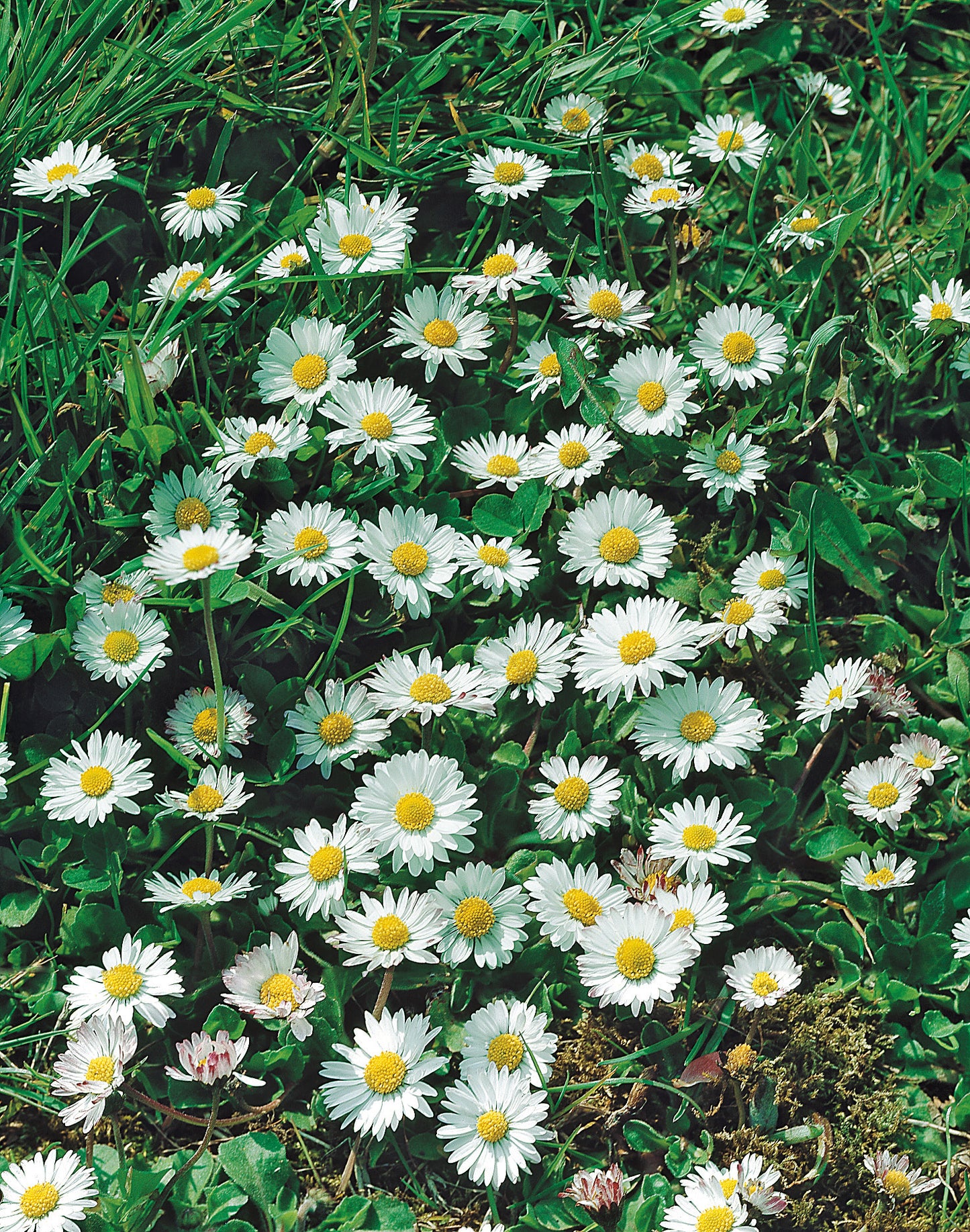 Echtes Wiesengänseblümchen