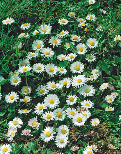 Echtes Wiesengänseblümchen