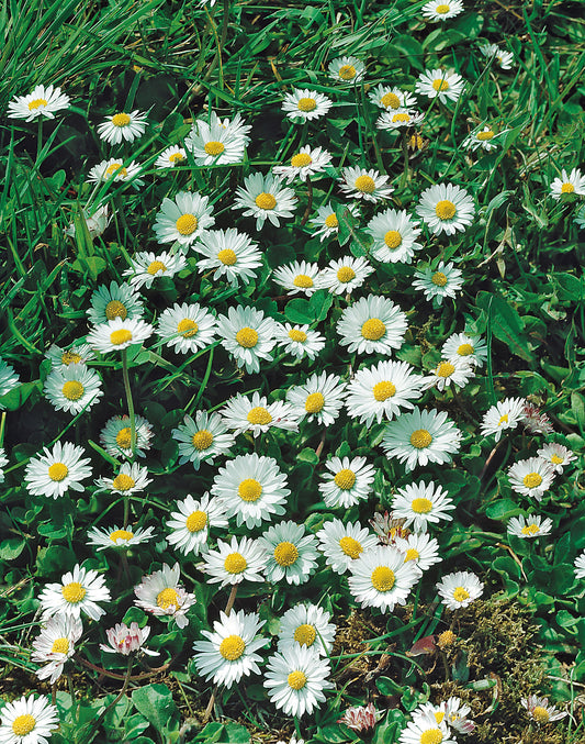 Echtes Wiesengänseblümchen