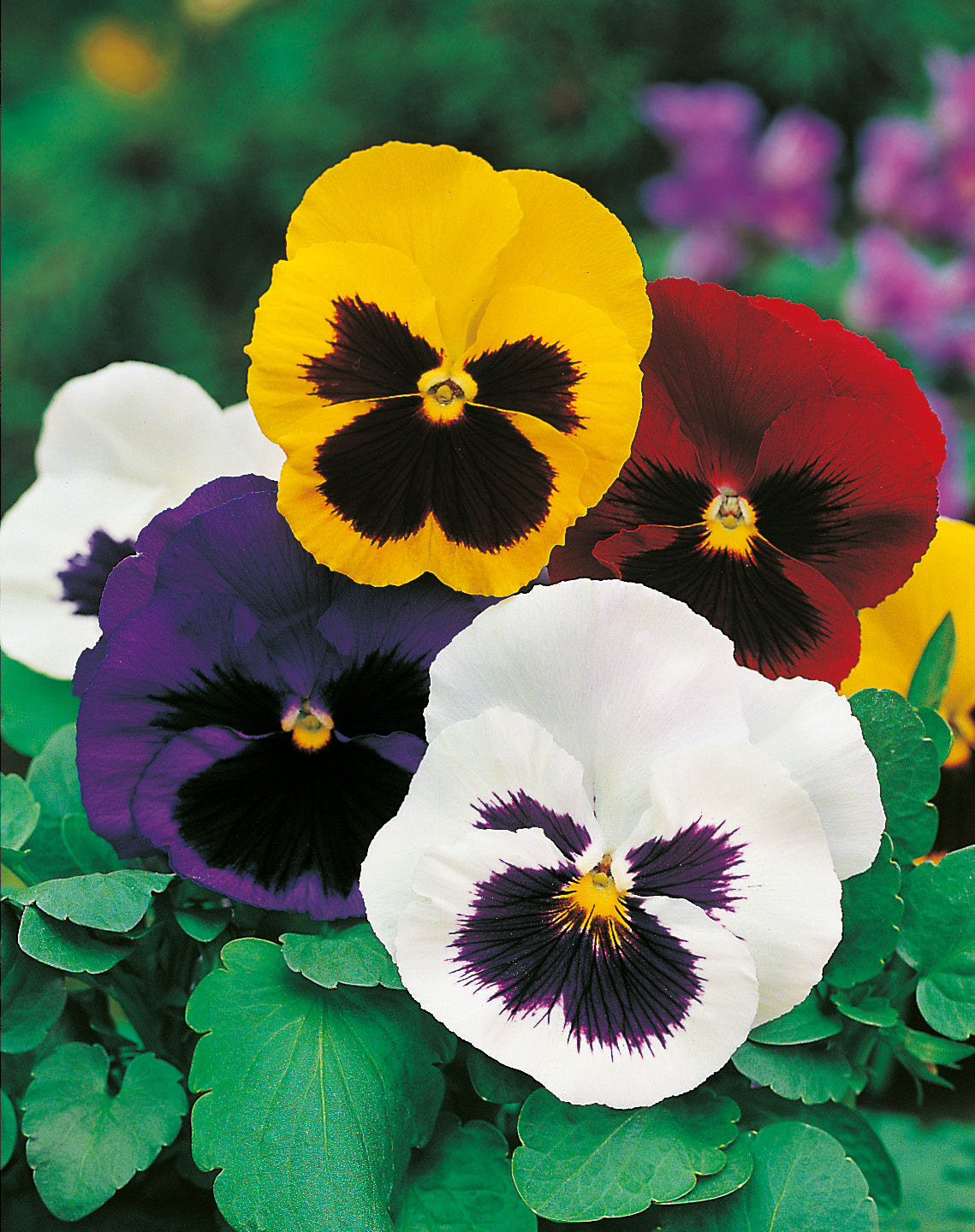 Stiefmütterchen Prachtmischung