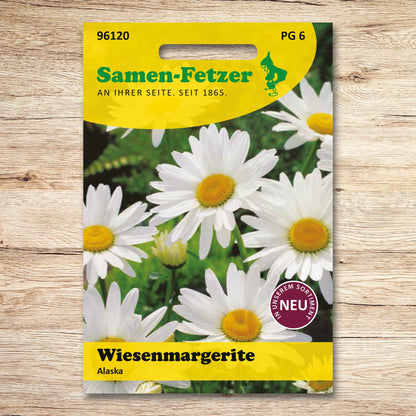 Wiesenmargeriten Alaska